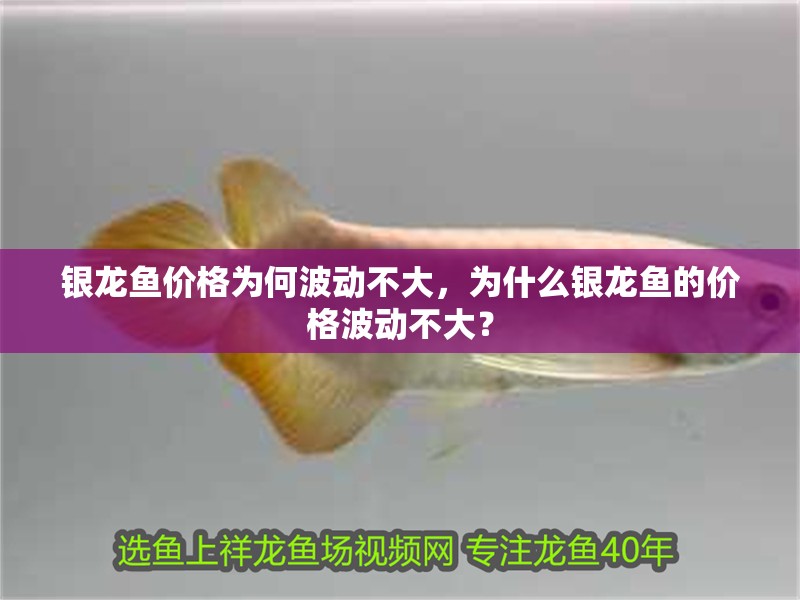 銀龍魚價格為何波動不大，為什么銀龍魚的價格波動不大？ 銀龍魚價格為何波動不大，為什么銀龍魚的價格波動不大？ 龍魚百科