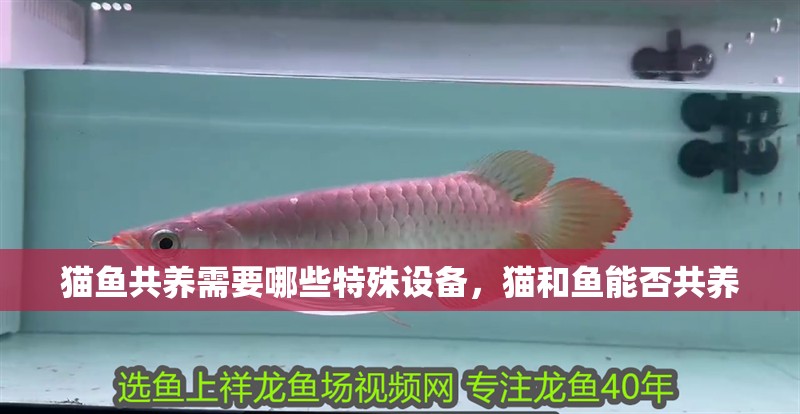 貓魚共養需要哪些特殊設備，貓和魚能否共養 貓魚共養需要哪些特殊設備，貓和魚能否共養 龍魚百科