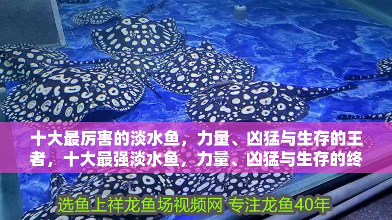 十大最厲害的淡水魚,力量、兇猛與生存的王者,十大最強淡水魚,力量、兇猛與生存的終極王者 龍魚百科 第1張 十大最厲害的淡水魚,力量、兇猛與生存的王者,十大最強淡水魚,力量、兇猛與生存的終極王者 十大最厲害的淡水魚,力量、兇猛與生存的王者,十大最強淡水魚,力量、兇猛與生存的終極王者 龍魚百科 第1張