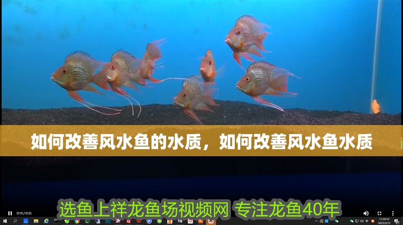 如何改善風(fēng)水魚(yú)的水質(zhì)，如何改善風(fēng)水魚(yú)水質(zhì)