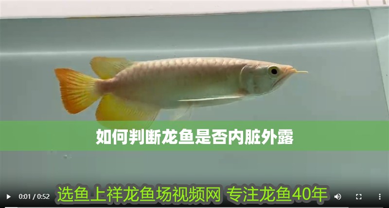 如何判斷龍魚是否內臟外露