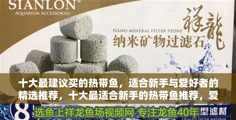 十大最建議買的熱帶魚，適合新手與愛好者的精選推薦，十大最適合新手的熱帶魚推薦，愛好者必看精選榜單 十大最建議買的熱帶魚，適合新手與愛好者的精選推薦，十大最適合新手的熱帶魚推薦，愛好者必看精選榜單 龍魚百科 第1張