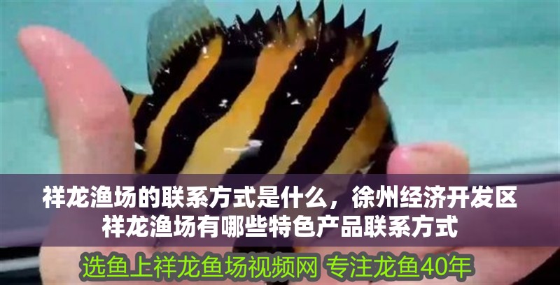 魚缸過濾器選購指南:自制魚缸過濾器魚缸上置過濾器對于養(yǎng)魚愛好者的必備知識 祥龍漁場的聯(lián)系方式是什么,徐州經(jīng)濟(jì)開發(fā)區(qū)祥龍漁場有哪些特色產(chǎn)品聯(lián)系方式 龍魚百科 祥龍漁場的聯(lián)系方式是什么,徐州經(jīng)濟(jì)開發(fā)區(qū)祥龍漁場有哪些特色產(chǎn)品聯(lián)系方式 祥龍漁場的聯(lián)系方式是什么,徐州經(jīng)濟(jì)開發(fā)區(qū)祥龍漁場有哪些特色產(chǎn)品聯(lián)系方式 龍魚百科