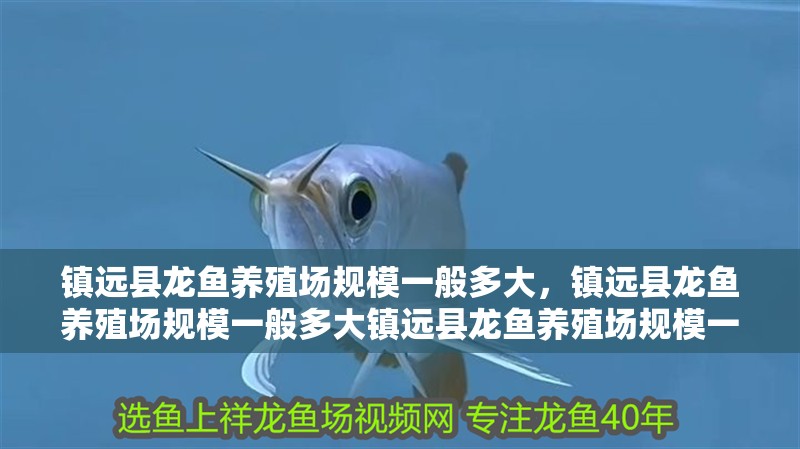 鎮遠縣龍魚養殖場規模一般多大，鎮遠縣龍魚養殖場規模一般多大鎮遠縣龍魚養殖場規模一般多大 鎮遠縣龍魚養殖場規模一般多大，鎮遠縣龍魚養殖場規模一般多大鎮遠縣龍魚養殖場規模一般多大 龍魚百科