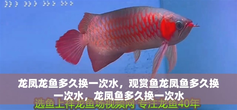 龍鳳龍魚(yú)多久換一次水，觀賞魚(yú)龍鳳魚(yú)多久換一次水，龍鳳魚(yú)多久換一次水