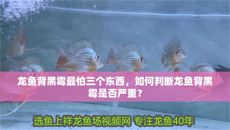 龍魚背黑霉最怕三個東西，如何判斷龍魚背黑霉是否嚴重？