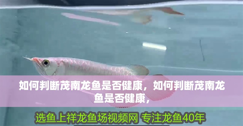 如何判斷茂南龍魚是否健康，如何判斷茂南龍魚是否健康，