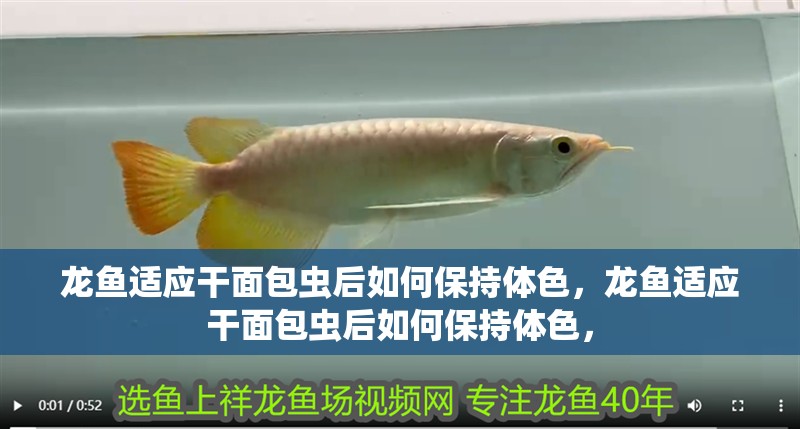 龍魚適應干面包蟲后如何保持體色，龍魚適應干面包蟲后如何保持體色，