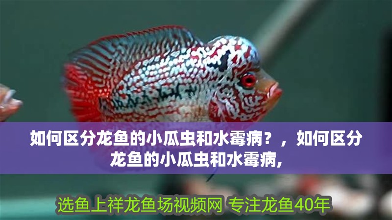 如何區分龍魚的小瓜蟲和水霉病？，如何區分龍魚的小瓜蟲和水霉病,