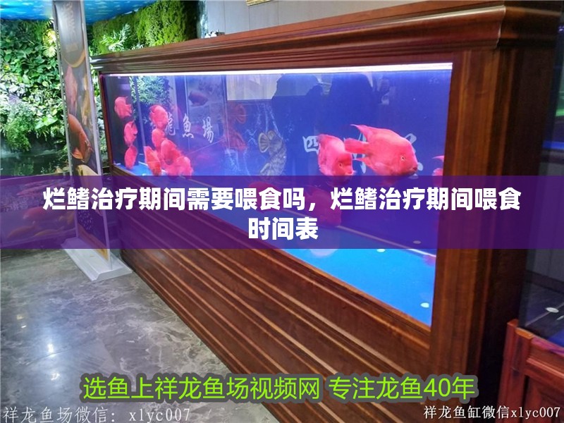 爛鰭治療期間需要喂食嗎，爛鰭治療期間喂食時(shí)間表