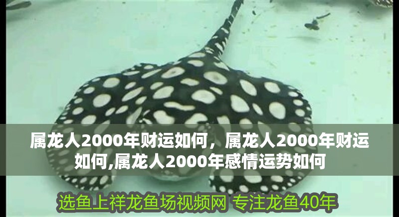 屬龍人2000年財運如何，屬龍人2000年財運如何,屬龍人2000年感情運勢如何