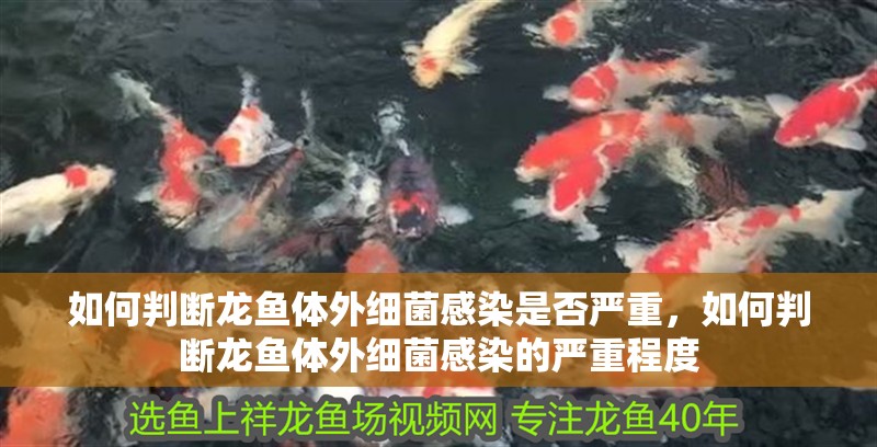 如何判斷龍魚體外細菌感染是否嚴重，如何判斷龍魚體外細菌感染的嚴重程度