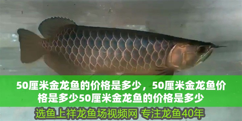 50厘米金龍魚的價格是多少，50厘米金龍魚價格是多少50厘米金龍魚的價格是多少