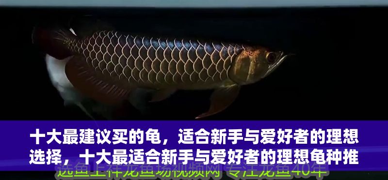 十大最建議買(mǎi)的龜，適合新手與愛(ài)好者的理想選擇，十大最適合新手與愛(ài)好者的理想龜種推薦