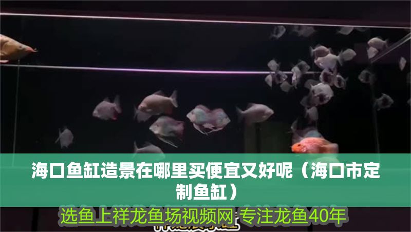海口魚缸造景在哪里買便宜又好呢（海口市定制魚缸）