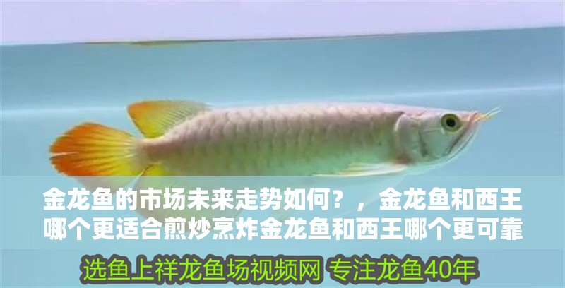 魚缸用增氧泵價格是多少:魚缸增氧機-xtrac增氧機-xtrac增氧機 金龍魚的市場未來走勢如何?,金龍魚和西王哪個更適合煎炒烹炸金龍魚和西王哪個更可靠 龍魚百科 金龍魚的市場未來走勢如何?,金龍魚和西王哪個更適合煎炒烹炸金龍魚和西王哪個更可靠 金龍魚的市場未來走勢如何?,金龍魚和西王哪個更適合煎炒烹炸金龍魚和西王哪個更可靠 龍魚百科