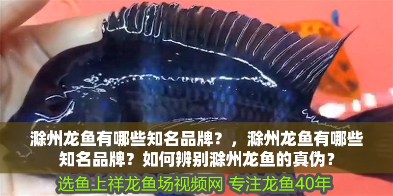 滁州龍魚有哪些知名品牌？，滁州龍魚有哪些知名品牌？如何辨別滁州龍魚的真偽？ 滁州龍魚有哪些知名品牌？，滁州龍魚有哪些知名品牌？如何辨別滁州龍魚的真偽？ 龍魚百科