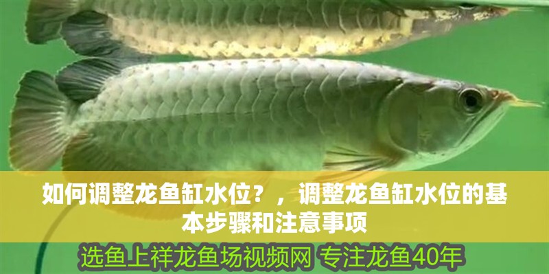 我的虎魚真菌感染了要怎么處理 如何調整龍魚缸水位?,調整龍魚缸水位的基本步驟和注意事項 龍魚百科 如何調整龍魚缸水位?,調整龍魚缸水位的基本步驟和注意事項 如何調整龍魚缸水位?,調整龍魚缸水位的基本步驟和注意事項 龍魚百科