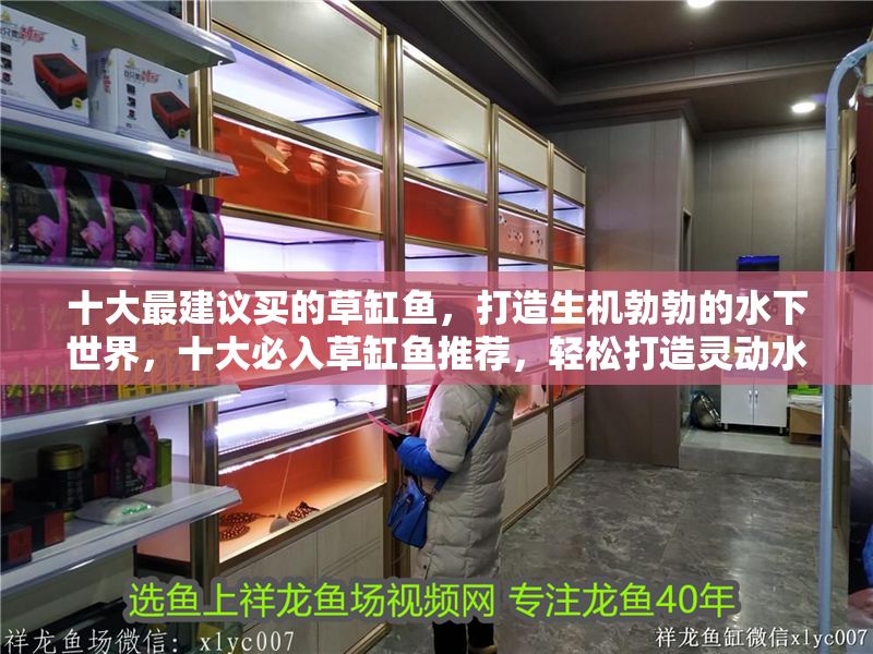 十大最建議買的草缸魚，打造生機(jī)勃勃的水下世界，十大必入草缸魚推薦，輕松打造靈動(dòng)水下生態(tài) 十大最建議買的草缸魚，打造生機(jī)勃勃的水下世界，十大必入草缸魚推薦，輕松打造靈動(dòng)水下生態(tài) 龍魚百科 第1張