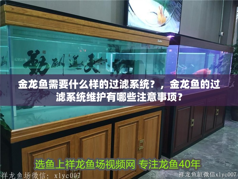魚缸過濾器選購指南:自制魚缸過濾器魚缸上置過濾器對于養魚愛好者的必備知識 金龍魚需要什么樣的過濾系統?,金龍魚的過濾系統維護有哪些注意事項? 龍魚百科 金龍魚需要什么樣的過濾系統?,金龍魚的過濾系統維護有哪些注意事項? 金龍魚需要什么樣的過濾系統?,金龍魚的過濾系統維護有哪些注意事項? 龍魚百科