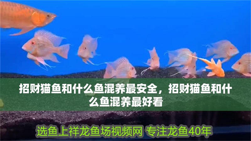 招財(cái)貓魚和什么魚混養(yǎng)最安全，招財(cái)貓魚和什么魚混養(yǎng)最好看
