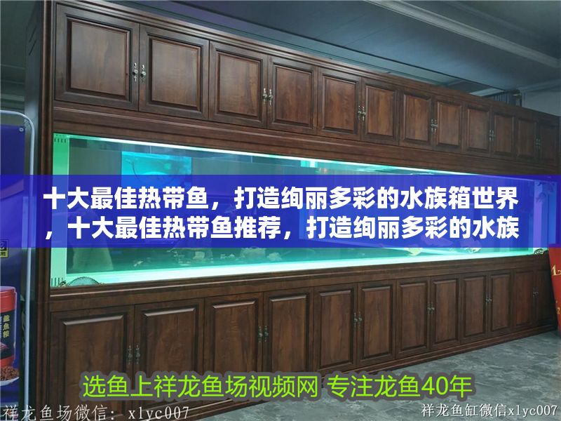 十大最佳熱帶魚(yú)，打造絢麗多彩的水族箱世界，十大最佳熱帶魚(yú)推薦，打造絢麗多彩的水族箱世界