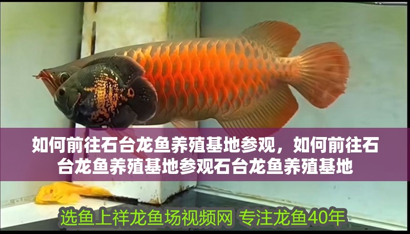 如何前往石臺(tái)龍魚養(yǎng)殖基地參觀，如何前往石臺(tái)龍魚養(yǎng)殖基地參觀石臺(tái)龍魚養(yǎng)殖基地