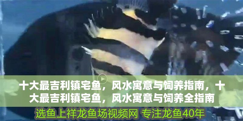 十大最吉利鎮宅魚，風水寓意與飼養指南，十大最吉利鎮宅魚，風水寓意與飼養全指南