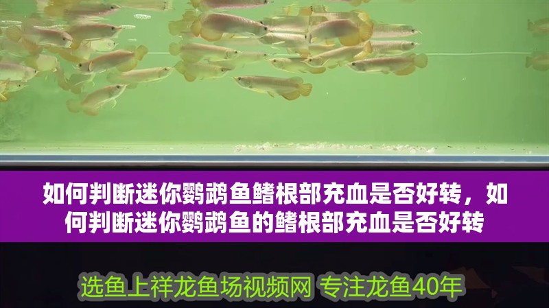 如何判斷迷你鸚鵡魚鰭根部充血是否好轉(zhuǎn)，如何判斷迷你鸚鵡魚的鰭根部充血是否好轉(zhuǎn)