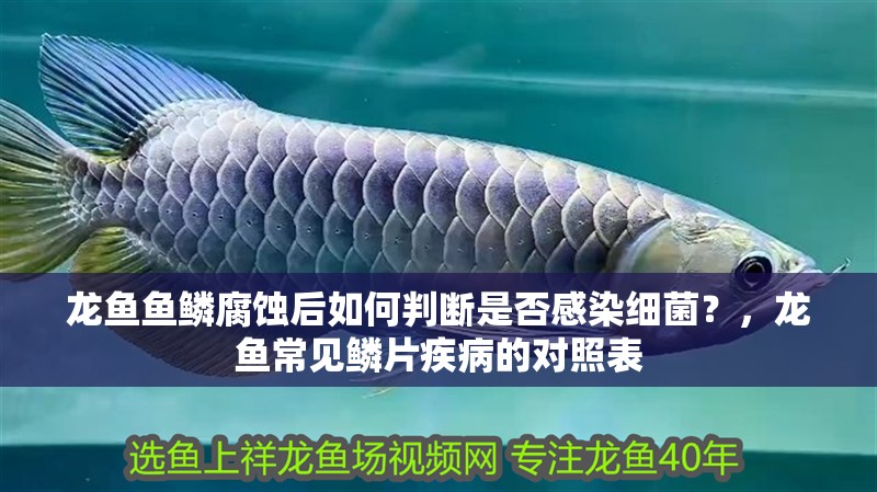 龍魚魚鱗腐蝕后如何判斷是否感染細菌？，龍魚常見鱗片疾病的對照表