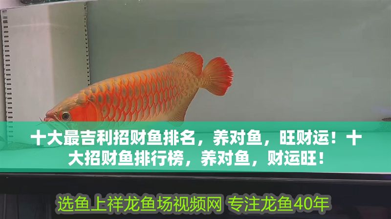 十大最吉利招財魚排名，養對魚，旺財運！十大招財魚排行榜，養對魚，財運旺！