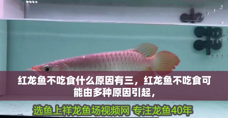紅龍魚不吃食什么原因有三，紅龍魚不吃食可能由多種原因引起，