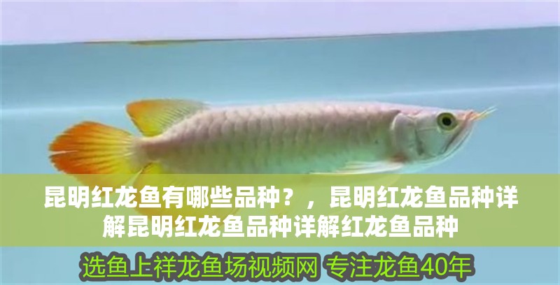 <strong><mark>昆明</mark></strong>紅龍魚有哪些品種？，<strong><mark>昆明</mark></strong>紅龍魚品種詳解<strong><mark>昆明</mark></strong>紅龍魚品種詳解紅龍魚品種