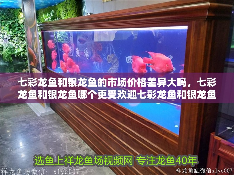 七彩龍魚和銀龍魚的市場價格差異大嗎，七彩龍魚和銀龍魚哪個更受歡迎七彩龍魚和銀龍魚哪個更受歡迎 七彩龍魚和銀龍魚的市場價格差異大嗎，七彩龍魚和銀龍魚哪個更受歡迎七彩龍魚和銀龍魚哪個更受歡迎 龍魚百科