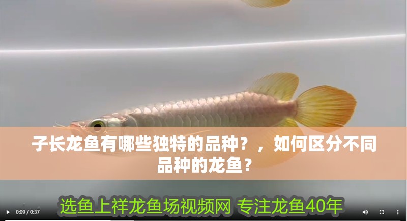 子長(zhǎng)龍魚有哪些獨(dú)特的品種？，如何區(qū)分不同品種的龍魚？