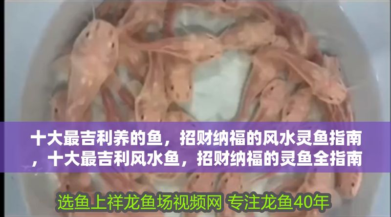 十大最吉利養(yǎng)的魚，招財(cái)納福的風(fēng)水靈魚指南，十大最吉利風(fēng)水魚，招財(cái)納福的靈魚全指南