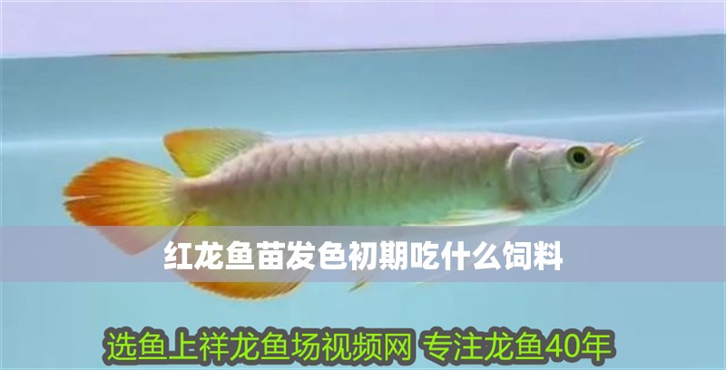 紅龍魚苗發色初期吃什么飼料 紅龍魚苗發色初期吃什么飼料 龍魚百科