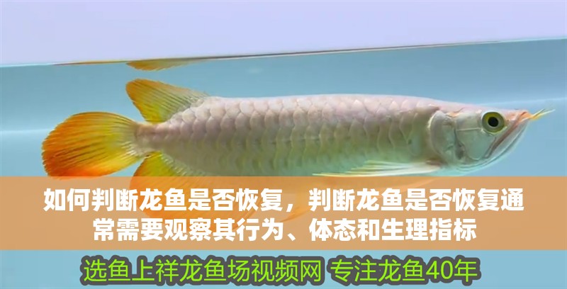 如何判斷龍魚(yú)是否恢復(fù)，判斷龍魚(yú)是否恢復(fù)通常需要觀察其行為、體態(tài)和生理指標(biāo)