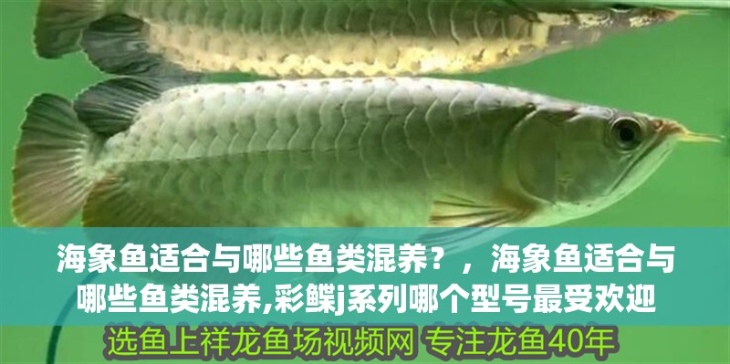 海象魚適合與哪些魚類混養？，海象魚適合與哪些魚類混養,彩鰈j系列哪個型號最受歡迎 海象魚適合與哪些魚類混養？，海象魚適合與哪些魚類混養,彩鰈j系列哪個型號最受歡迎 龍魚百科