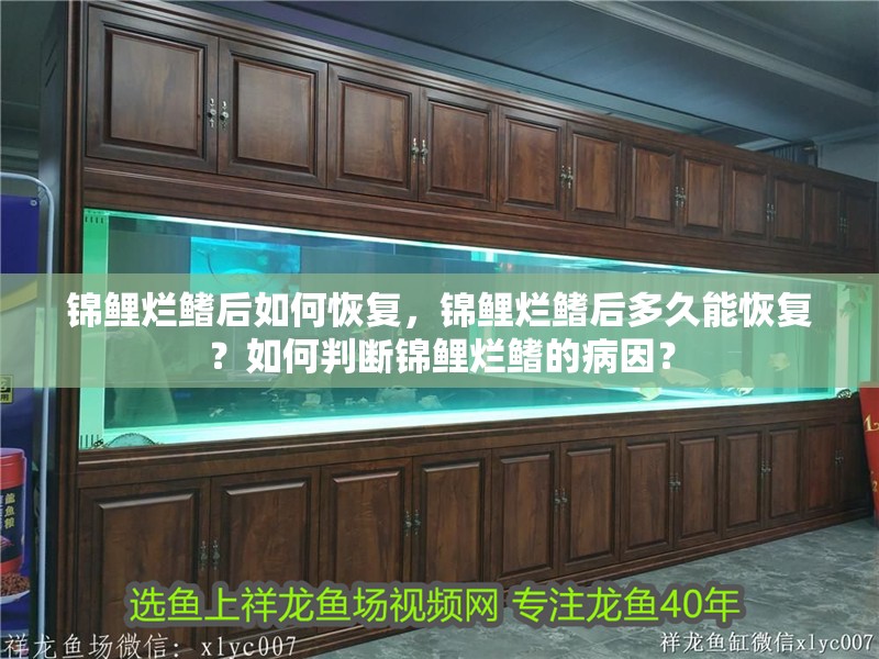 錦鯉爛鰭后如何恢復，錦鯉爛鰭后多久能恢復？如何判斷錦鯉爛鰭的病因？ 錦鯉爛鰭后如何恢復，錦鯉爛鰭后多久能恢復？如何判斷錦鯉爛鰭的病因？ 龍魚百科