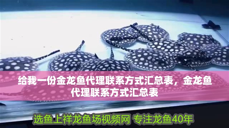 給我一份金龍魚代理聯系方式匯總表，金龍魚代理聯系方式匯總表 給我一份金龍魚代理聯系方式匯總表，金龍魚代理聯系方式匯總表 龍魚百科