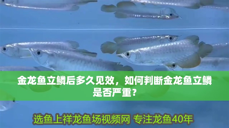金龍魚立鱗后多久見效，如何判斷金龍魚立鱗是否嚴重？