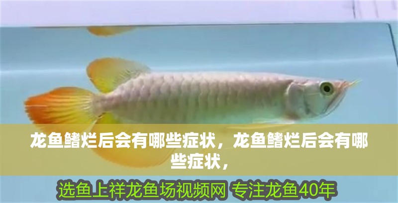 龍魚鰭爛后會有哪些癥狀，龍魚鰭爛后會有哪些癥狀，