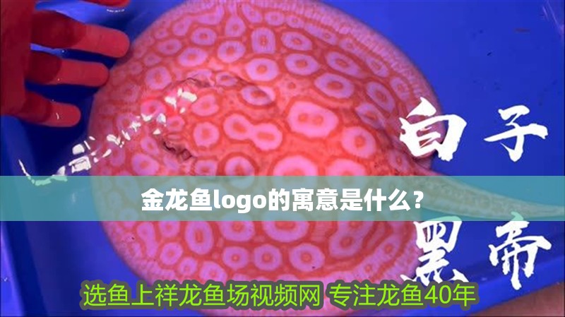 金龍魚logo的寓意是什么？