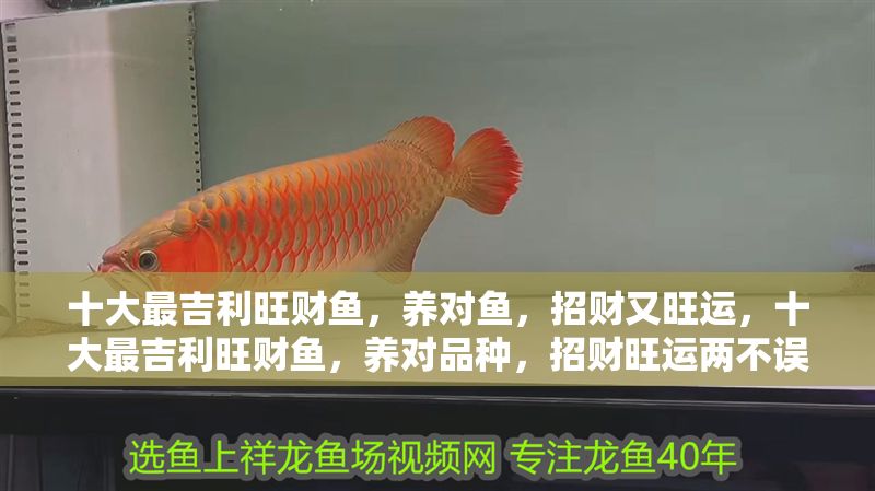十大最吉利旺財魚，養對魚，招財又旺運，十大最吉利旺財魚，養對品種，招財旺運兩不誤