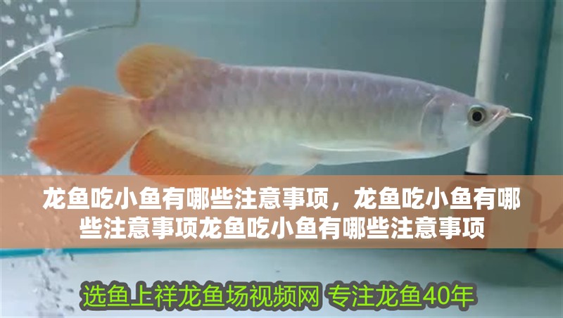 龍魚吃小魚有哪些注意事項，龍魚吃小魚有哪些注意事項龍魚吃小魚有哪些注意事項