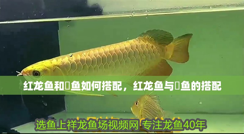 紅龍魚和魟魚如何搭配，紅龍魚與魟魚的搭配