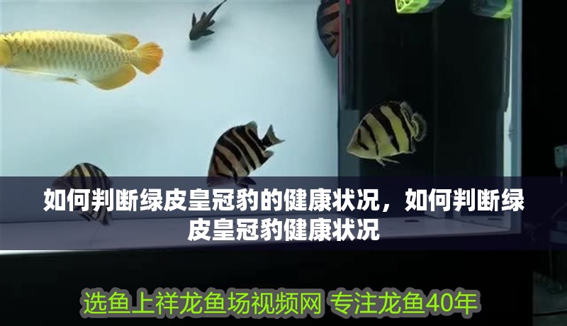 紅龍魚用黃燈烤有用嗎 如何判斷綠皮皇冠豹的健康狀況,如何判斷綠皮皇冠豹健康狀況 龍魚百科 如何判斷綠皮皇冠豹的健康狀況,如何判斷綠皮皇冠豹健康狀況 如何判斷綠皮皇冠豹的健康狀況,如何判斷綠皮皇冠豹健康狀況 龍魚百科