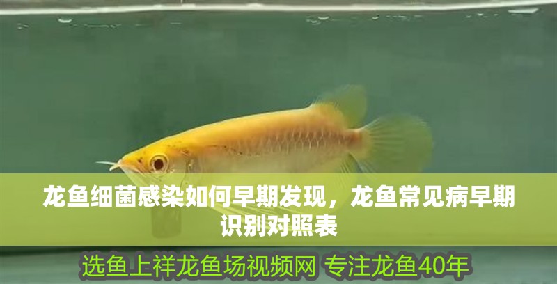 魚缸過濾器選購指南:自制魚缸過濾器魚缸上置過濾器對于養魚愛好者的必備知識 龍魚細菌感染如何早期發現,龍魚常見病早期識別對照表 龍魚百科 龍魚細菌感染如何早期發現,龍魚常見病早期識別對照表 龍魚細菌感染如何早期發現,龍魚常見病早期識別對照表 龍魚百科