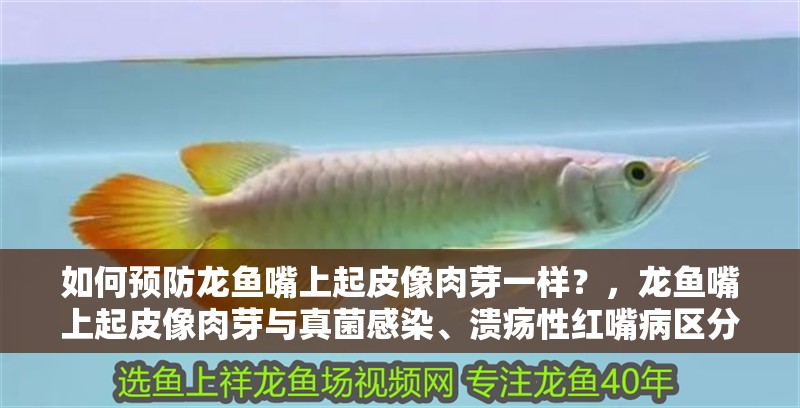 如何預防龍魚嘴上起皮像肉芽一樣？，龍魚嘴上起皮像肉芽與真菌感染、潰瘍性紅嘴病區分